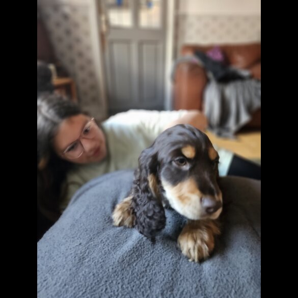 Cocker Spaniel (Working &amp; Show) - Both