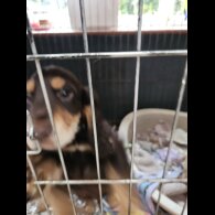 Cocker Spaniel (Working &amp; Show) - Both