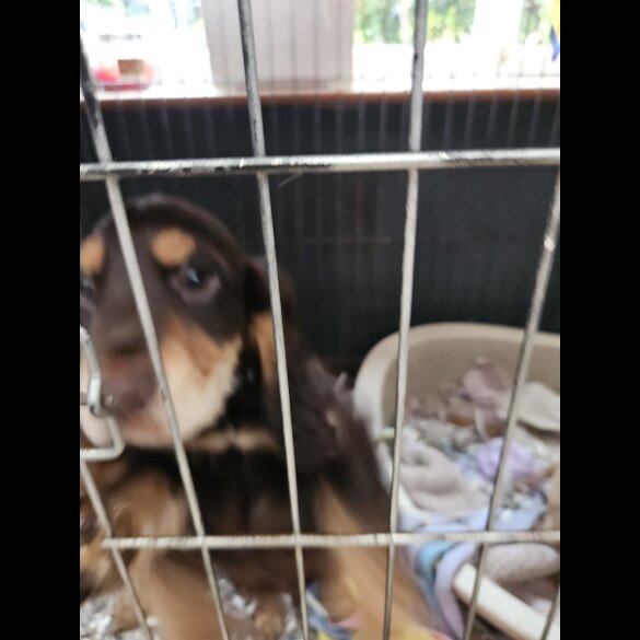 Cocker Spaniel (Working &amp; Show) - Both