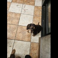Cocker Spaniel (Working &amp; Show) - Both