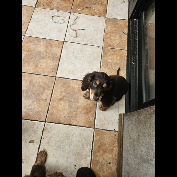 Cocker Spaniel (Working &amp; Show) - Both