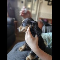 Cocker Spaniel (Working &amp; Show) - Both