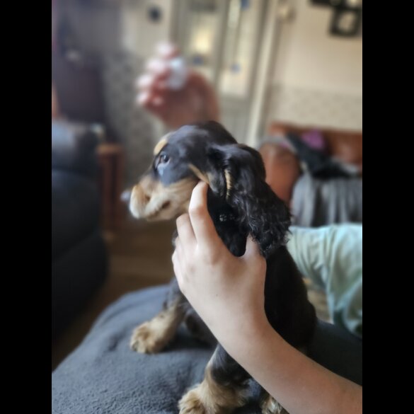 Cocker Spaniel (Working &amp; Show) - Both