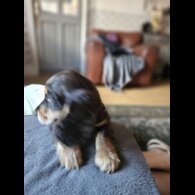 Cocker Spaniel (Working &amp; Show) - Both