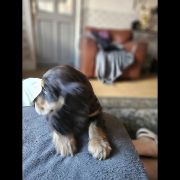 Cocker Spaniel (Working &amp; Show) - Both