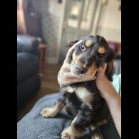 Cocker Spaniel (Working &amp; Show) - Both