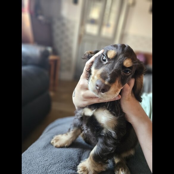Cocker Spaniel (Working &amp; Show) - Both