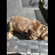 Cocker Spaniel (Working &amp; Show) - Both