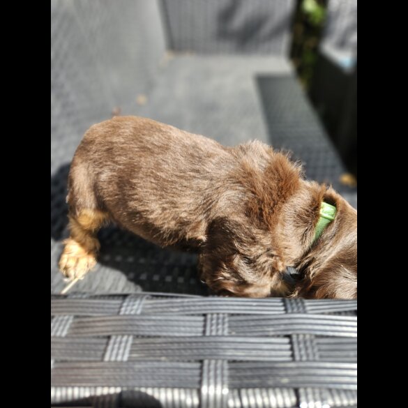 Cocker Spaniel (Working &amp; Show) - Both