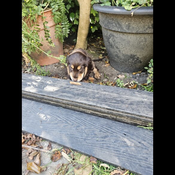 Cocker Spaniel (Working &amp; Show) - Both