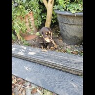 Cocker Spaniel (Working &amp; Show) - Both