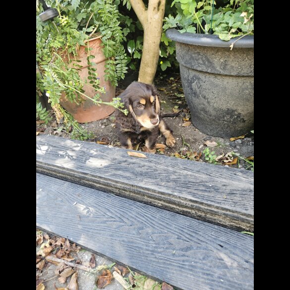 Cocker Spaniel (Working &amp; Show) - Both