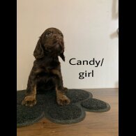 Cocker Spaniel (Working &amp; Show) - Both