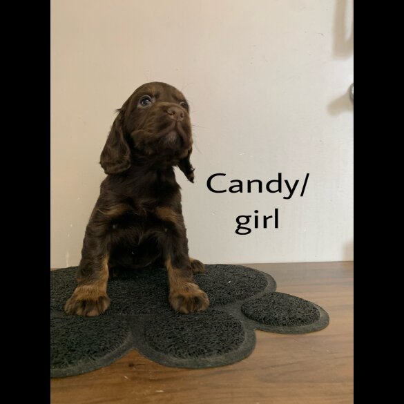 Cocker Spaniel (Working &amp; Show) - Both