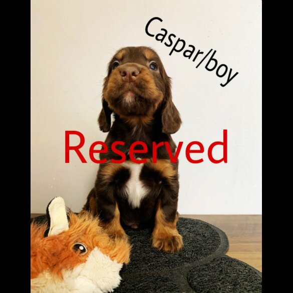 Cocker Spaniel (Working &amp; Show) - Both
