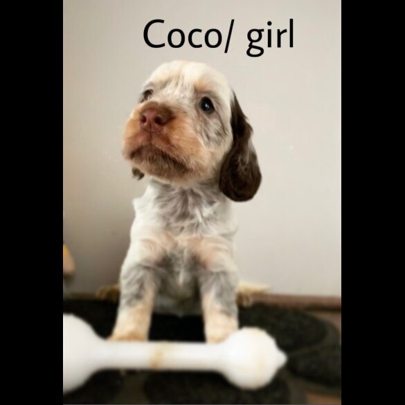 Cocker Spaniel (Working &amp; Show) - Both