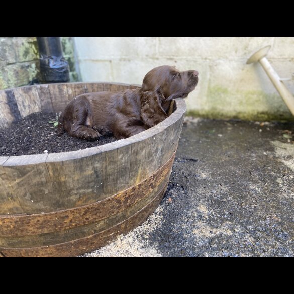 Cocker Spaniel (Working &amp; Show) - Both