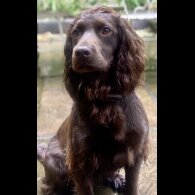 Cocker Spaniel (Working &amp; Show) - Both