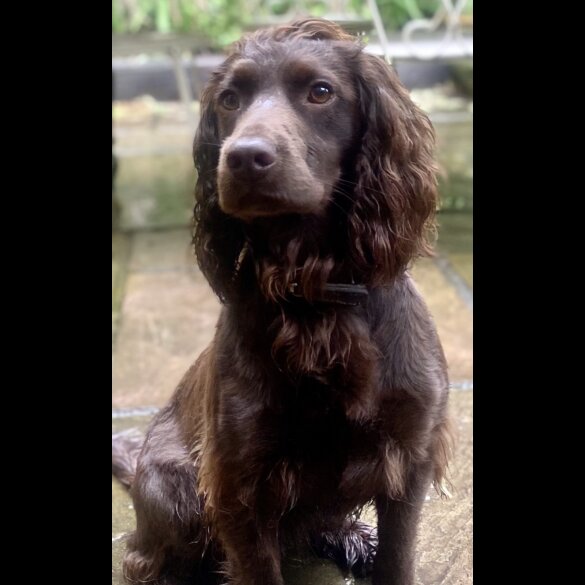 Cocker Spaniel (Working &amp; Show) - Both
