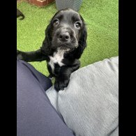 Cocker Spaniel (Working &amp; Show) - Both