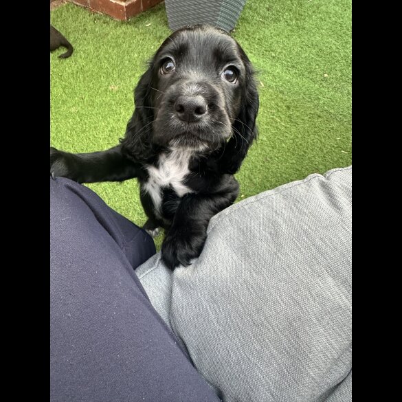 Cocker Spaniel (Working &amp; Show) - Both