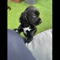 Cocker Spaniel (Working &amp; Show) - Both