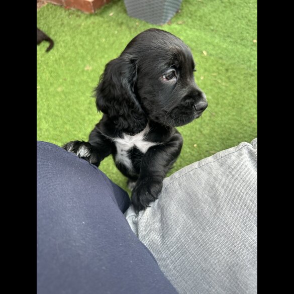 Cocker Spaniel (Working &amp; Show) - Both
