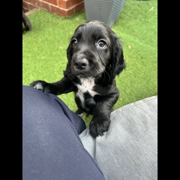 Cocker Spaniel (Working &amp; Show) - Both