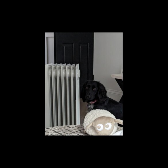 Cocker Spaniel (Working &amp; Show) - Both