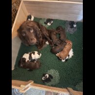 Cocker Spaniel (Working &amp; Show) - Both