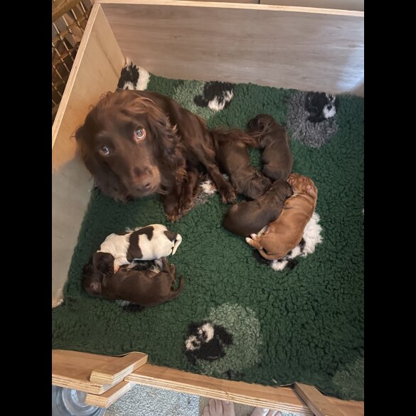 Cocker Spaniel (Working &amp; Show) - Both