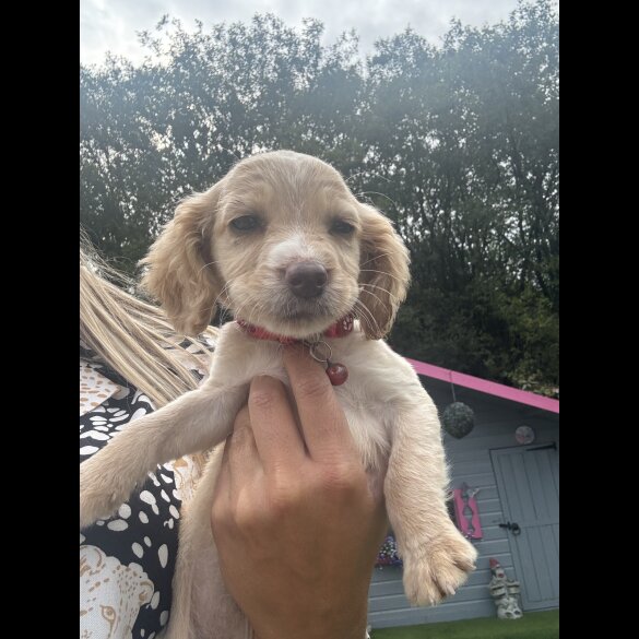 Cocker Spaniel (Working &amp; Show) - Both