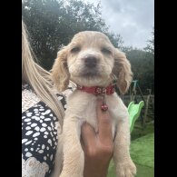 Cocker Spaniel (Working &amp; Show) - Both