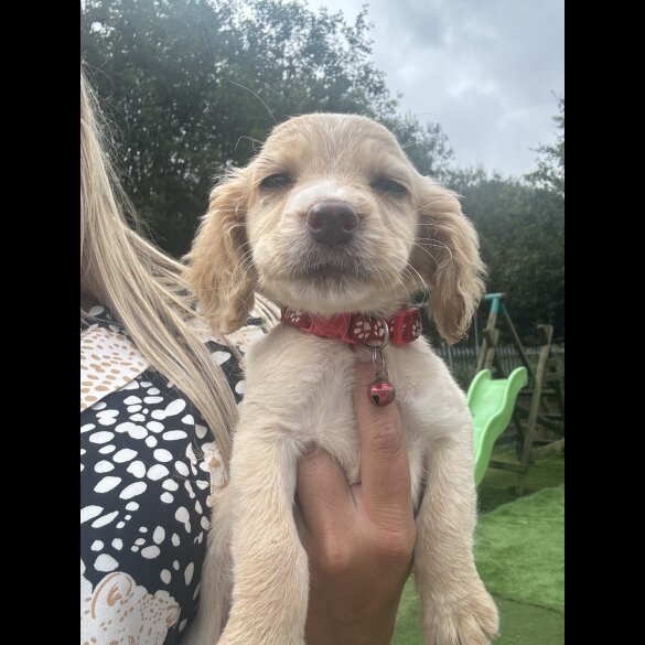 Cocker Spaniel (Working &amp; Show) - Both