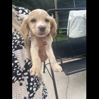 Cocker Spaniel (Working &amp; Show) - Both