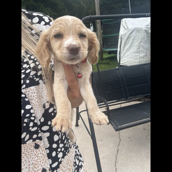 Cocker Spaniel (Working &amp; Show) - Both
