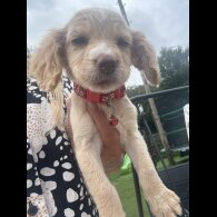 Cocker Spaniel (Working &amp; Show) - Both