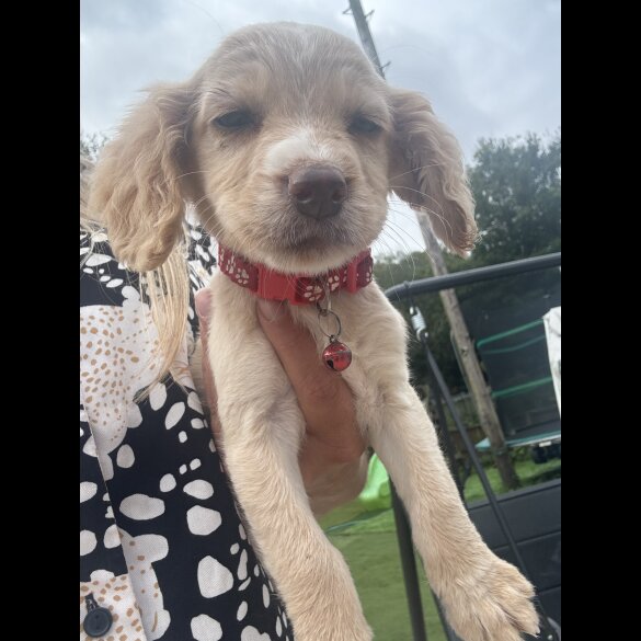 Cocker Spaniel (Working &amp; Show) - Both