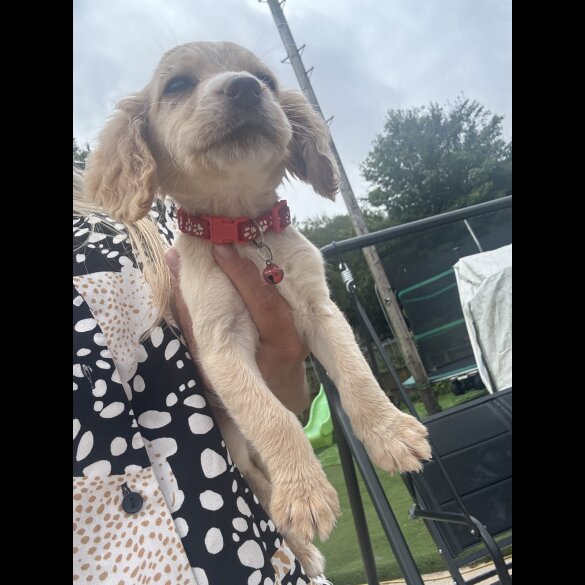 Cocker Spaniel (Working &amp; Show) - Both