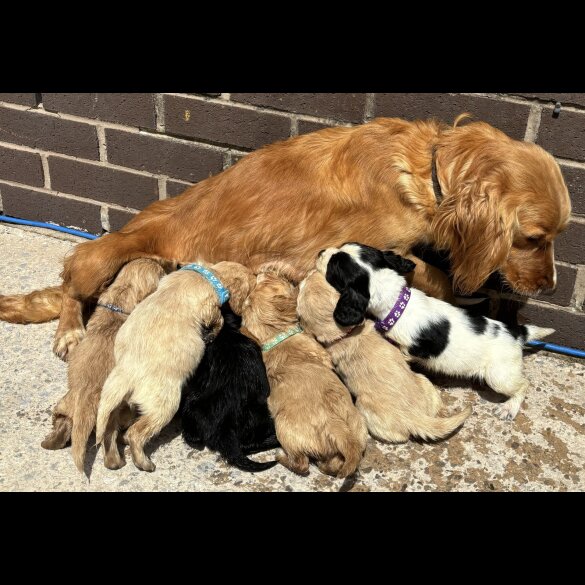 Cocker Spaniel (Working &amp; Show) - Both