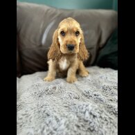 Cocker Spaniel (Working &amp; Show) - Dogs