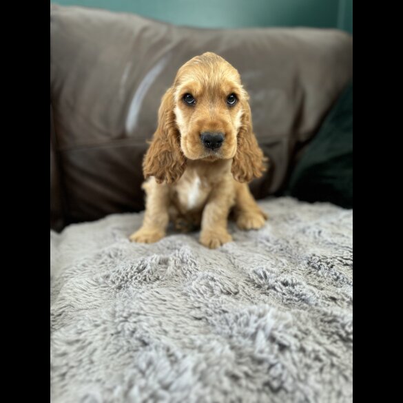 Cocker Spaniel (Working &amp; Show) - Dogs