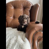 Cocker Spaniel (Working &amp; Show) - Dogs