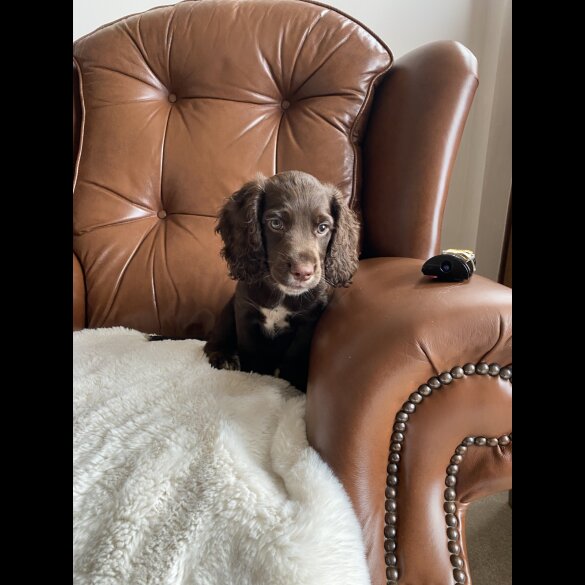 Cocker Spaniel (Working &amp; Show) - Dogs