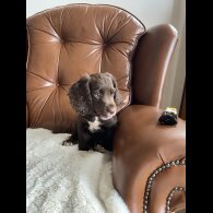 Cocker Spaniel (Working &amp; Show) - Dogs