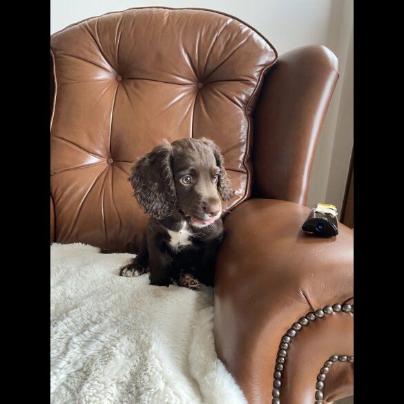 Cocker Spaniel (Working &amp; Show) - Dogs