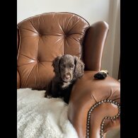 Cocker Spaniel (Working &amp; Show) - Dogs