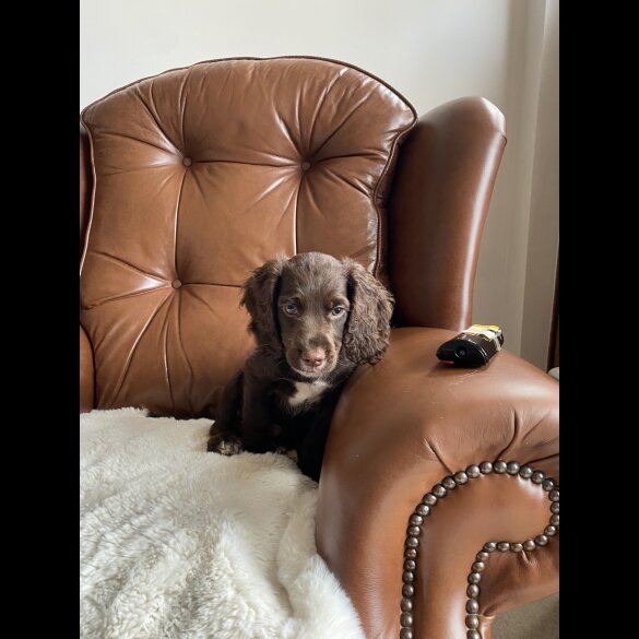 Cocker Spaniel (Working &amp; Show) - Dogs