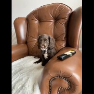 Cocker Spaniel (Working &amp; Show) - Dogs