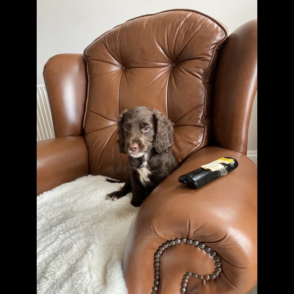 Cocker Spaniel (Working &amp; Show) - Dogs